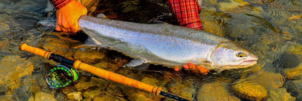 bright fish (steelhead) with rod displayed
