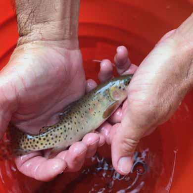 hands over bucket of water holding small fish for restocking a river