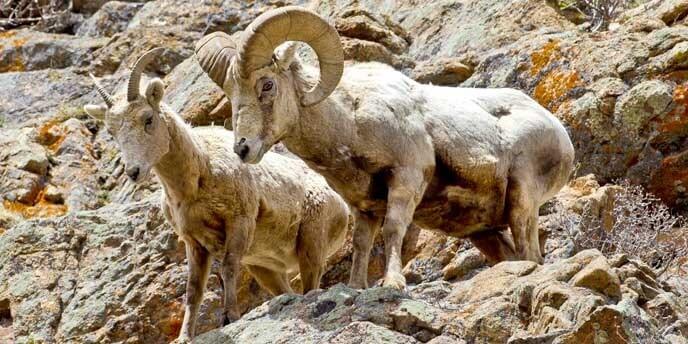 bighorn