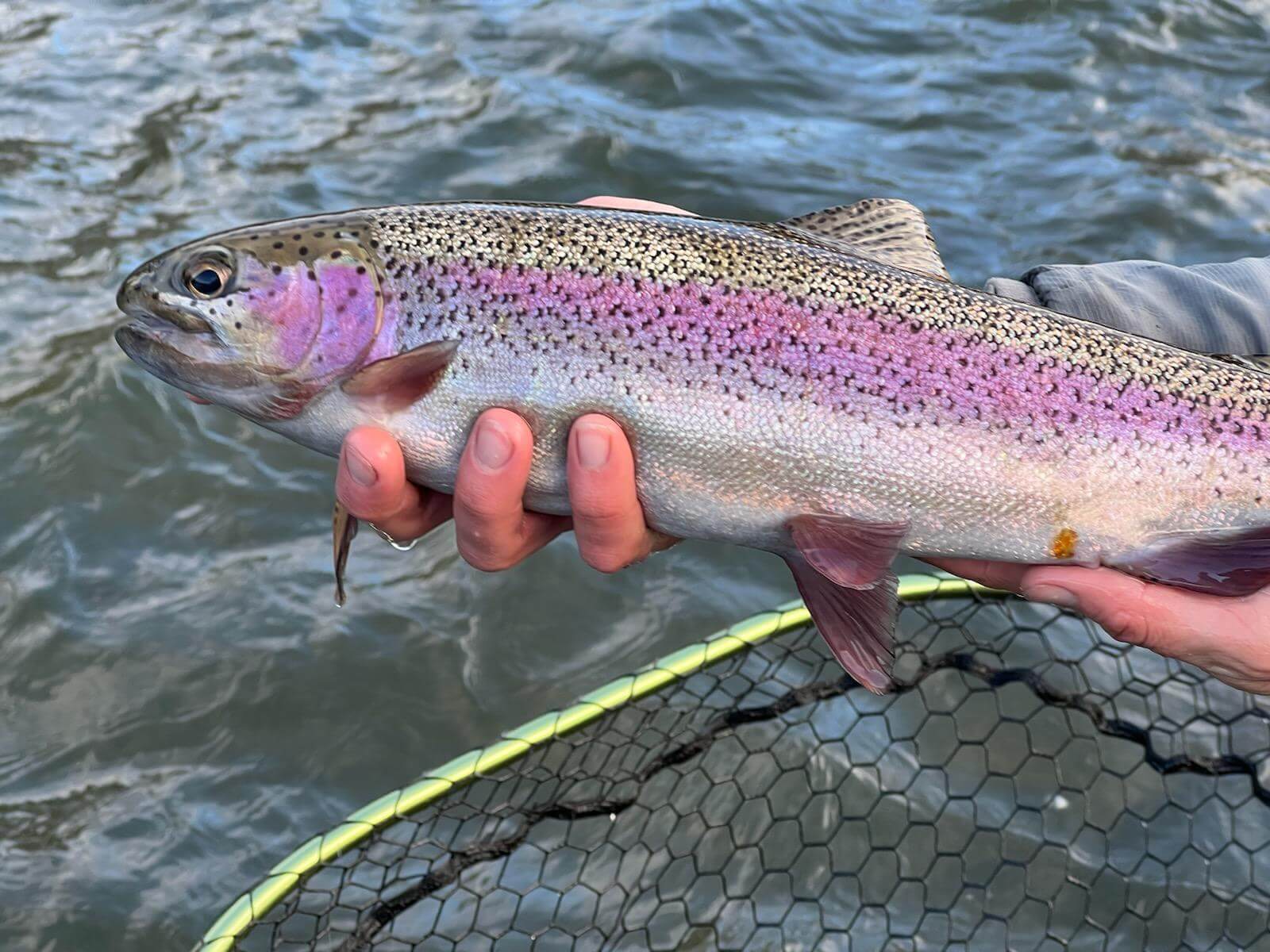 Most beautiful rainbow