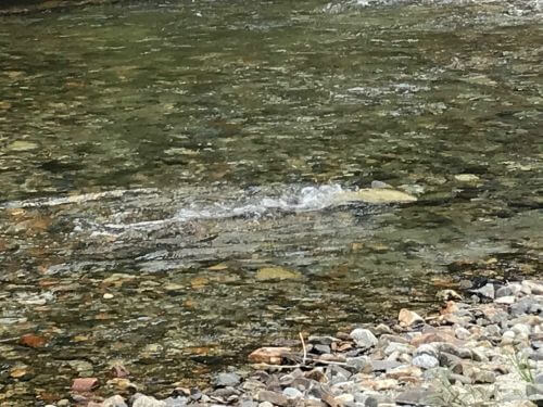 Lostine salmon making redd