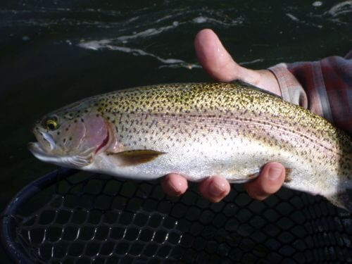 missouri bow