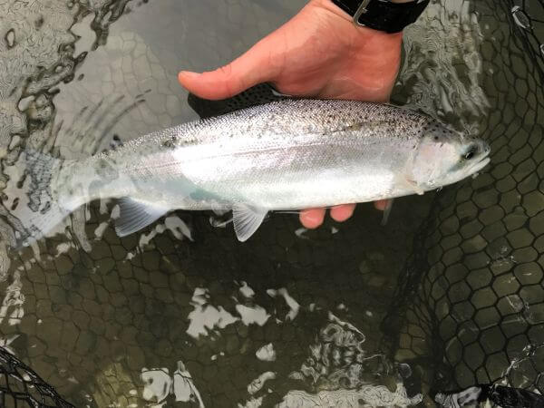 steelhead hen