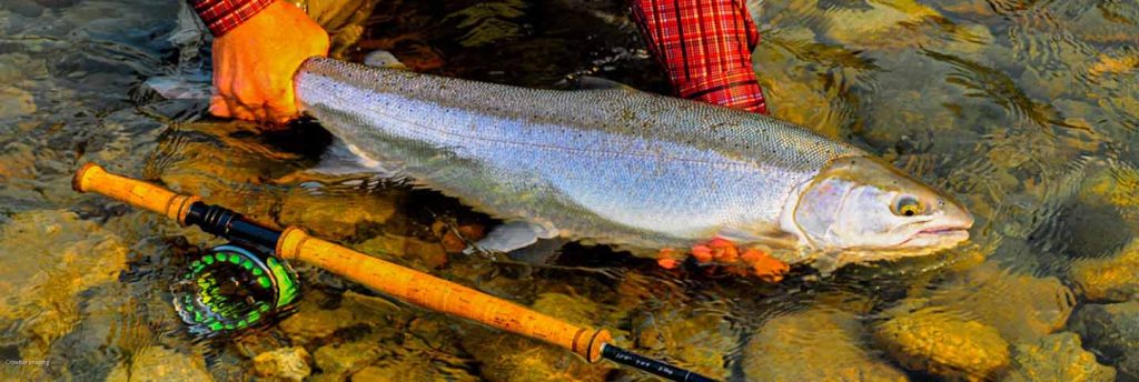 bright fish (steelhead) with rod displayed