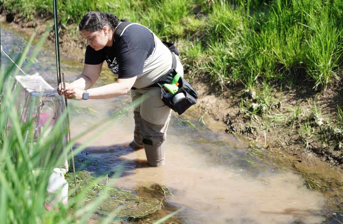woman doing conservation work in stream
